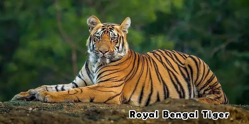 Become Supplier Royal Bengal Tiger