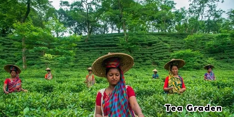 Become Supplier Tea Garden